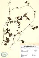 藏品(蛇莓)的圖片